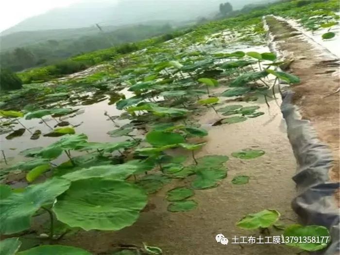 如何选择养殖防渗土工膜